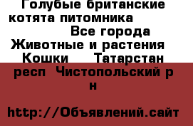 Голубые британские котята питомника Silvery Snow. - Все города Животные и растения » Кошки   . Татарстан респ.,Чистопольский р-н